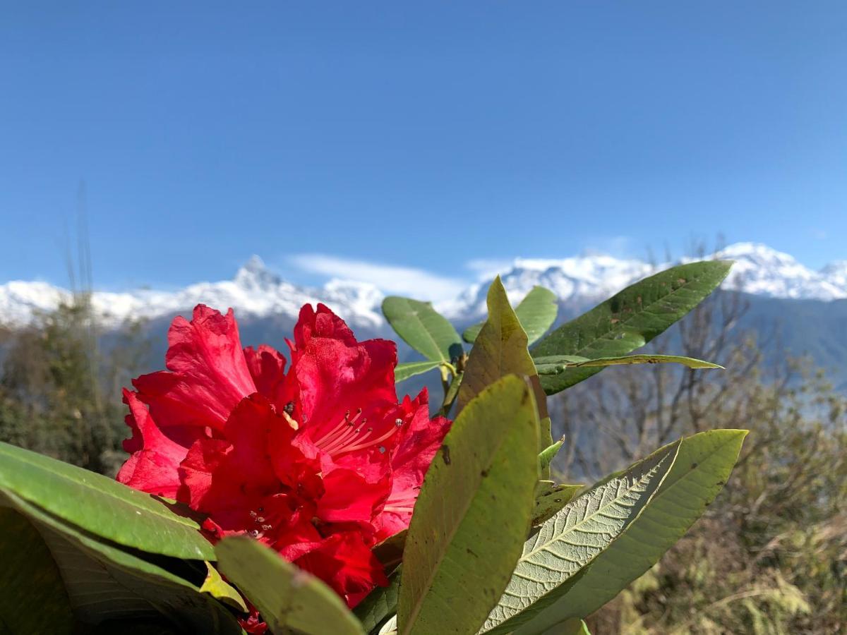 Hotel Pristine Himalaya Покхара Екстер'єр фото